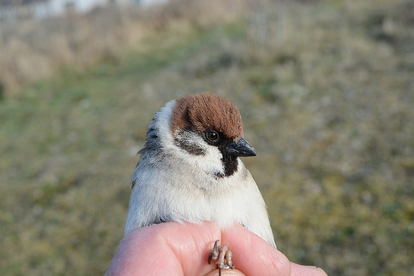 Eurasian Tree Sparrow, Sundre 20130510